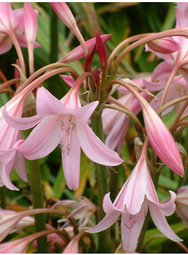 Crinum x powellii