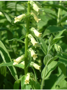 Digitalis lutea