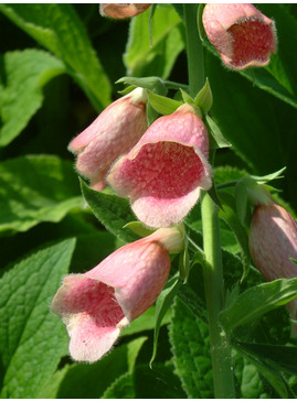 Digitalis x mertonensis