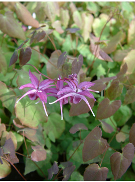 Epimedium grandiflorum 'Lilafee'