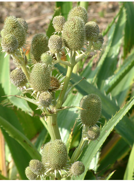 Eryngium agavifolium