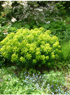 Euphorbia palustris