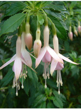 Fuchsia 'Whiteknights Pearl'