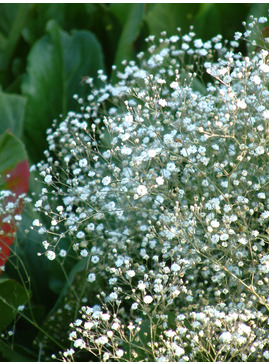 Gypsophila paniculata 'Bristol Fairy'