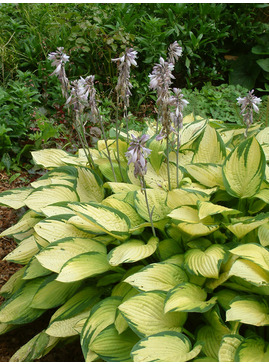 Hosta 'Gold Standard' (fortunei)