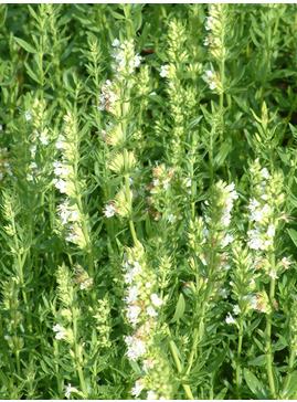 Hyssopus officinalis f. albus