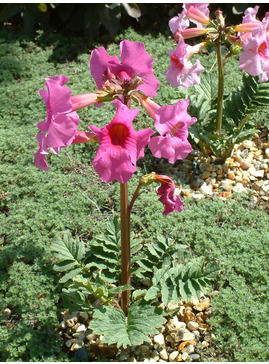 Incarvillea delavayi