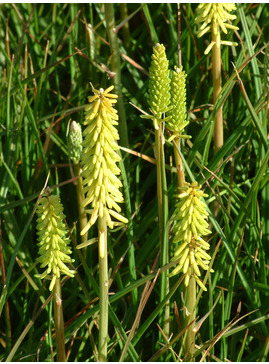 Kniphofia 'Little Maid'