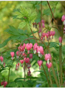 Lamprocapnos spectabilis