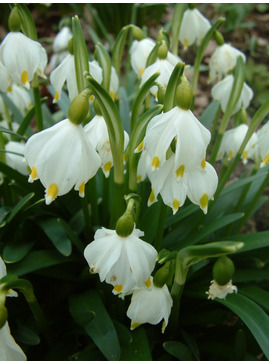 Leucojum vernum var. carpathicum