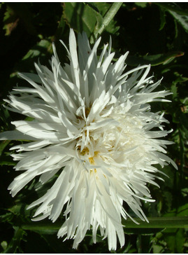 Leucanthemum x superbum 'Aglaia'