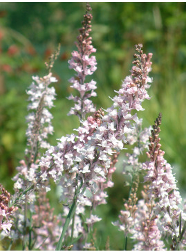 Linaria purpurea 'Canon Went'