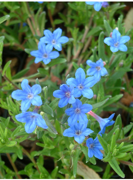 Glandora prostrata 'Heavenly Blue'