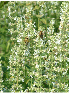 Nepeta nuda subsp. albiflora