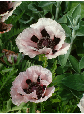 Papaver (Oriental Group) 'Cedric Morris' 