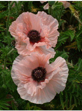 Papaver (Oriental Group) 'Juliane'