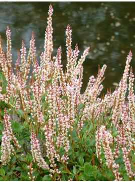 Bistorta vacciniifolia