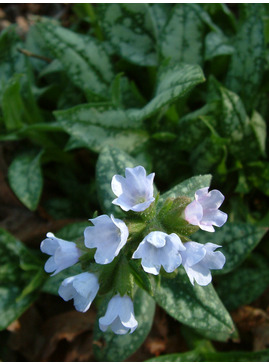 Pulmonaria [Opal] ('Ocupol')