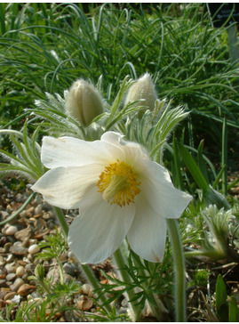 Pulsatilla vulgaris 'Alba'