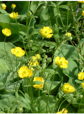 Ranunculus illyricus