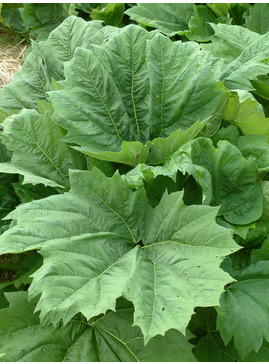 Rheum palmatum