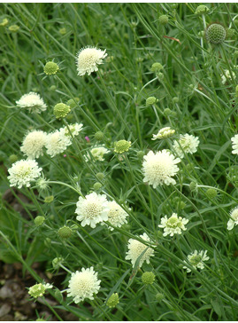 Scabiosa columbaria subsp. ochroleuca