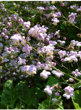 Thalictrum delavayi