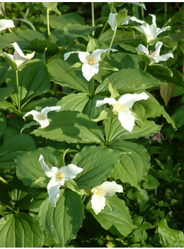 Trillium grandiflorum