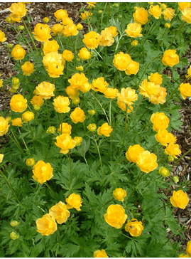 Trollius x cultorum 'Helios'