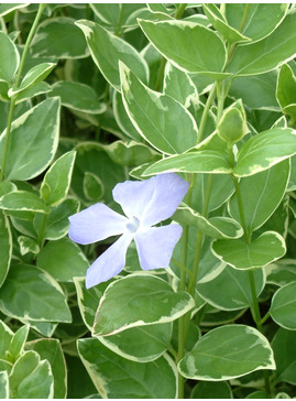 Vinca major 'Variegata'