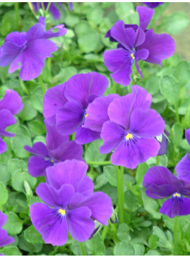 Viola 'Martin'