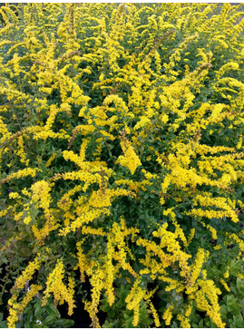 Solidago rugosa 'Fireworks'