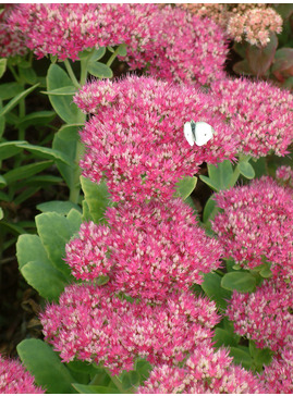 Hylotelephium spectabile (Brilliant Group) 'Lisa' 