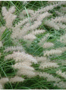 Pennisetum orientale