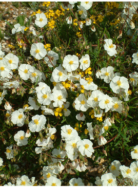 Helianthemum 'Wisley White'