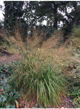 Molinia caerulea subsp. arundinacea 'Transparent'