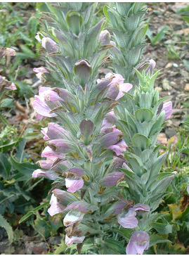 Acanthus dioscoridis var. perringii