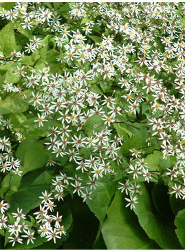 Eurybia divaricata 'Beth Chatto'