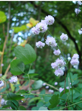 Thalictrum delavayi 'Hewitt's Double'