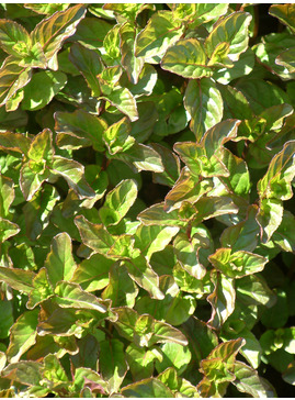 Mentha x piperita f. citrata