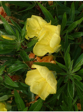 Oenothera macrocarpa