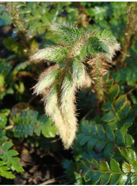 Polystichum polyblepharum