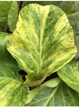 Bergenia cordifolia 'Tubby Andrews'