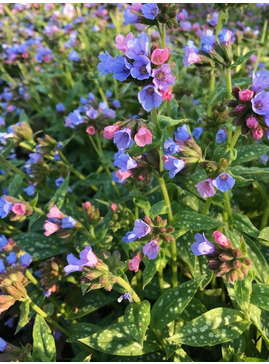 Pulmonaria saccharata 'Reginald Kaye'