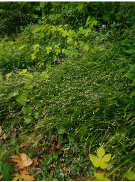 Melica uniflora f. albida