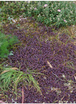 Acaena inermis 'Purpurea'