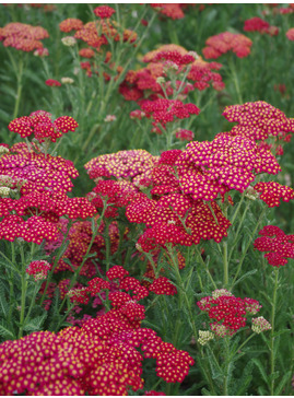 Achillea millefolium 'Red Velvet'