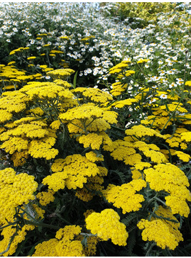 Achillea 'Moonshine'