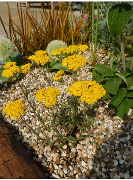 Achillea tomentosa 'Aurea'