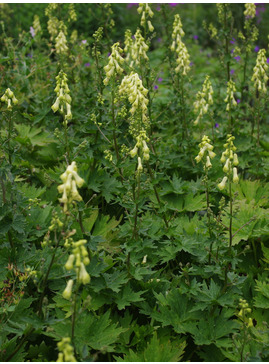 Aconitum lycoctonum subsp. vulparia